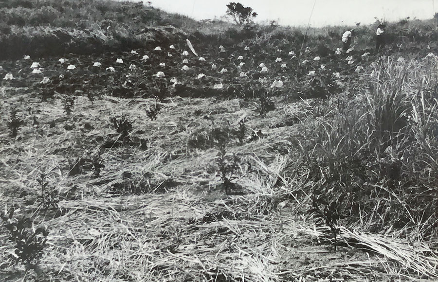 育成は上々　植え付け、昭和37年